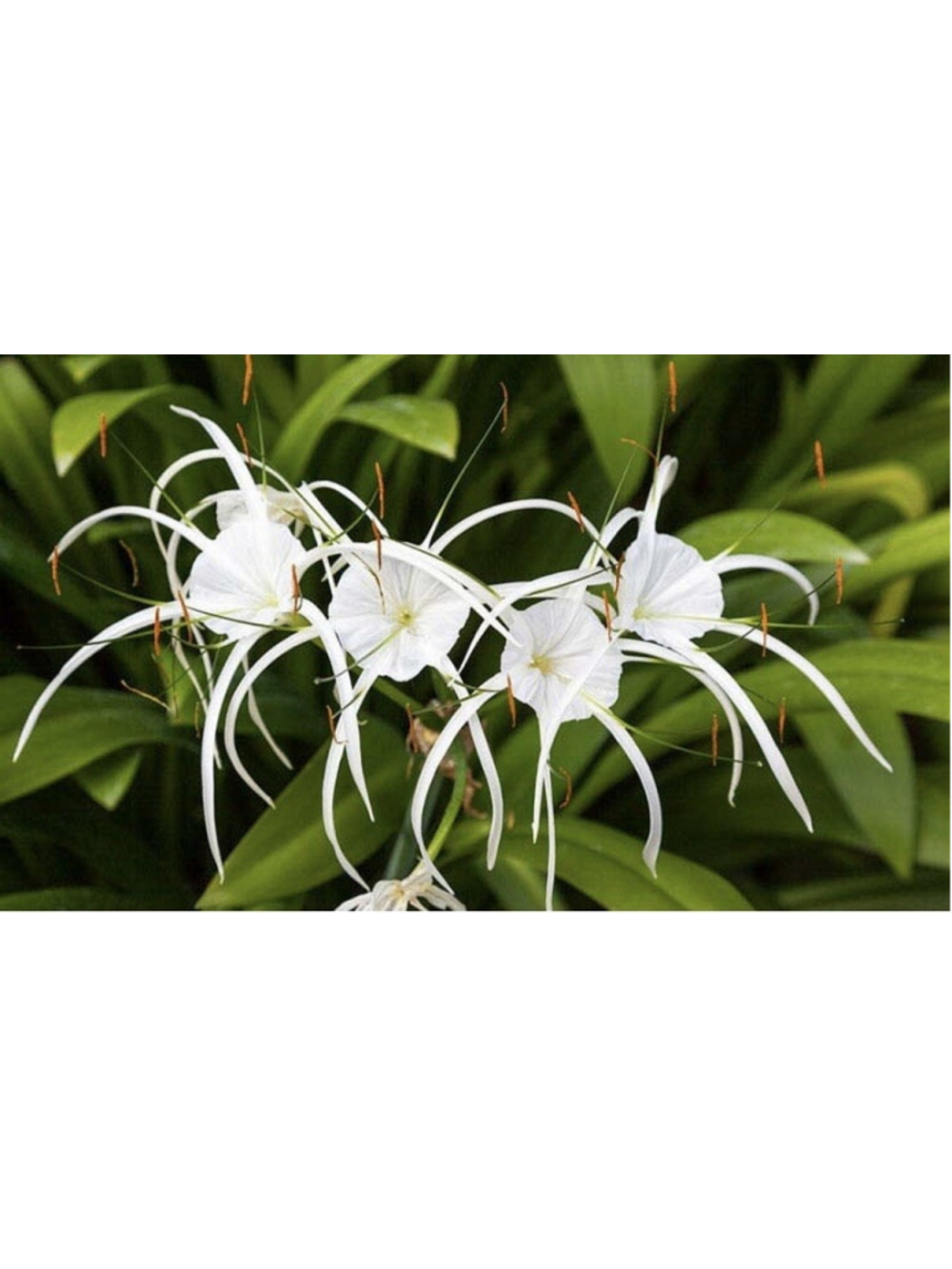 30 Bulbs NO Foliage BEACH SPIDER LILY BULBS (Hymenocallis Littoralis) POLLINATOR - Picture 4 of 6